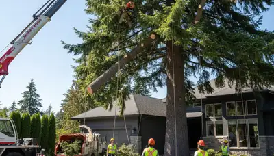 Professional arborists performing large tree removal with bucket truck in Redmond, WA neighborhood