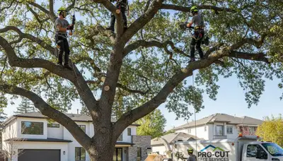 Certified arborist performing tree pruning service in Redmond, WA for healthy residential trees