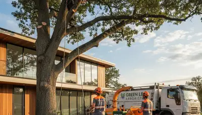 Professional tree removal service in Redmond, WA safely cutting and clearing large oak tree