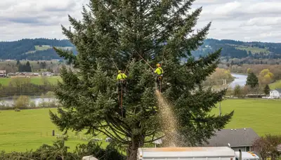 Professional tree removal service in Redmond WA safely cutting down large backyard tree