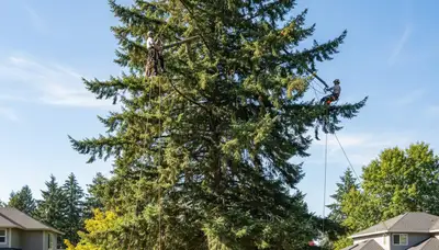 Professional tree removal service in Redmond WA by certified arborists at treeserviceredmond.com