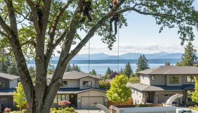 Professional tree removal service in Redmond WA safely cutting down large residential trees