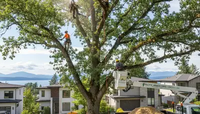 Professional tree removal service in Redmond, WA safely cutting down a large pine tree