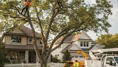 Arborists trimming maple tree branches in Redmond, WA for Chop Chop Tree’s professional tree service
