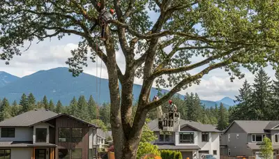 Professional tree removal service team working safely in Redmond WA neighborhood