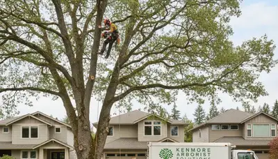 Professional tree removal service in Redmond WA safely cutting and clearing large oak tree