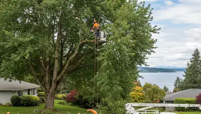 Professional tree removal service in Redmond WA safely clearing large trees for homeowners