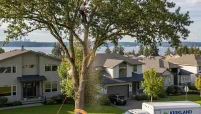 Professional tree removal service in Redmond WA safely cutting and clearing residential trees