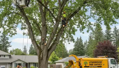 Professional tree removal service in Redmond WA safely clearing large trees near residential property