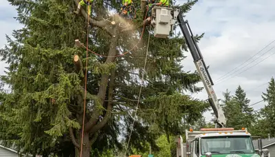 Professional tree removal service in Redmond WA by certified arborists safely cutting large trees