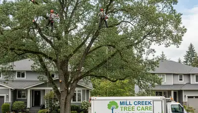 Professional tree removal service in Redmond WA safely cutting and clearing large residential trees