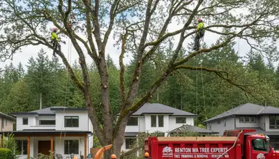 Professional tree removal service in Redmond WA safely cutting and clearing large residential trees