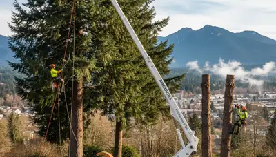 Professional tree removal service in Redmond WA by certified arborists at Tree Service Redmond