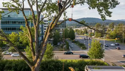 Professional tree removal service in Redmond WA safely cutting down large backyard trees