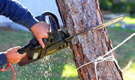 Tree Trimming in Redmond WA